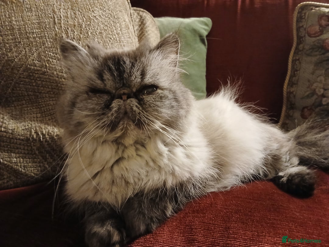 Persian cats for sale: Beautiful Persian ultra  **  - Advert 3