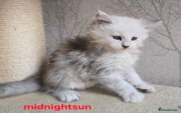 Maine Coon cats for sale: RARE Maine Coon Kittens Black Shaded  - Image 9
