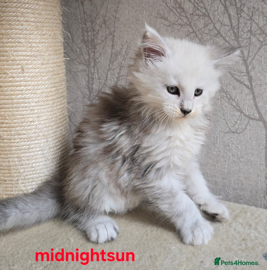 Maine Coon cats for sale: RARE Maine Coon Kittens Black Shaded  - Image 9