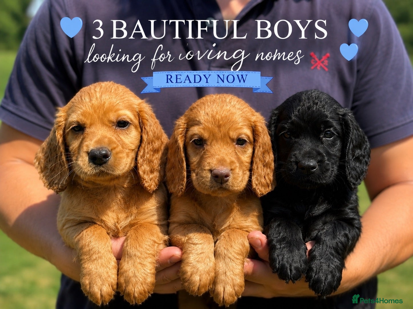 Cocker Spaniel dogs Issy & Finn Puppies  - Advert 1