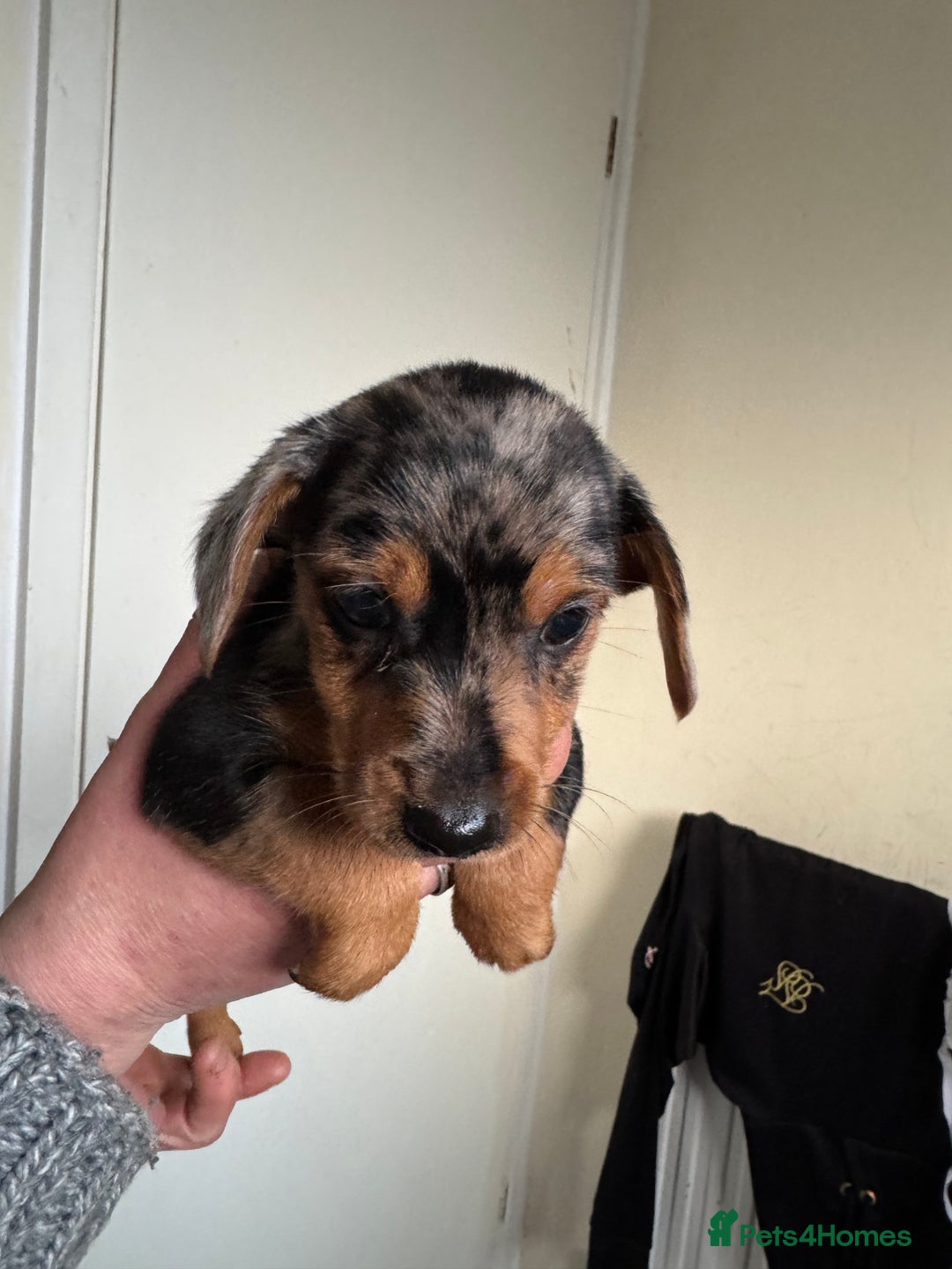 Mixed Breed dogs for sale: Minituar yorkie cross dashound puppies - Image 1