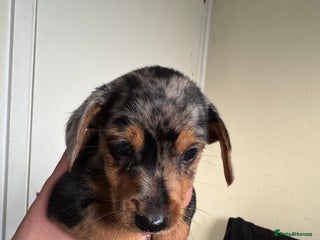 Mixed Breed dogs - Advert 1