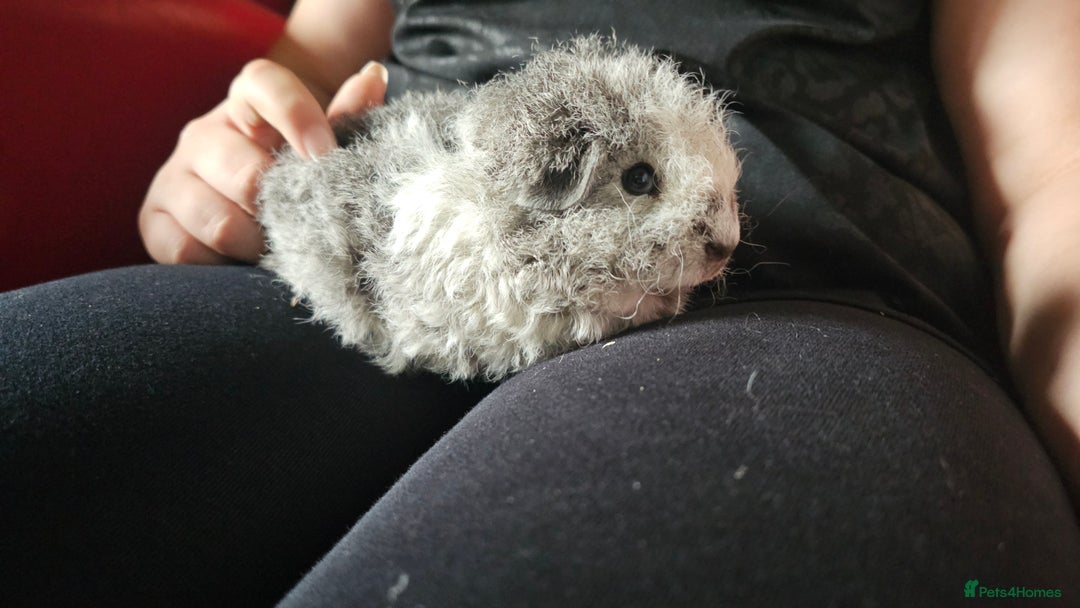 Guinea Pig rodents for sale: Texel guinea pig babies  - Image 4