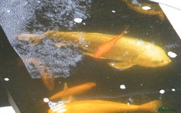 Koi Carp fish for sale: pond clearence koi sturgeon carp - Image 5