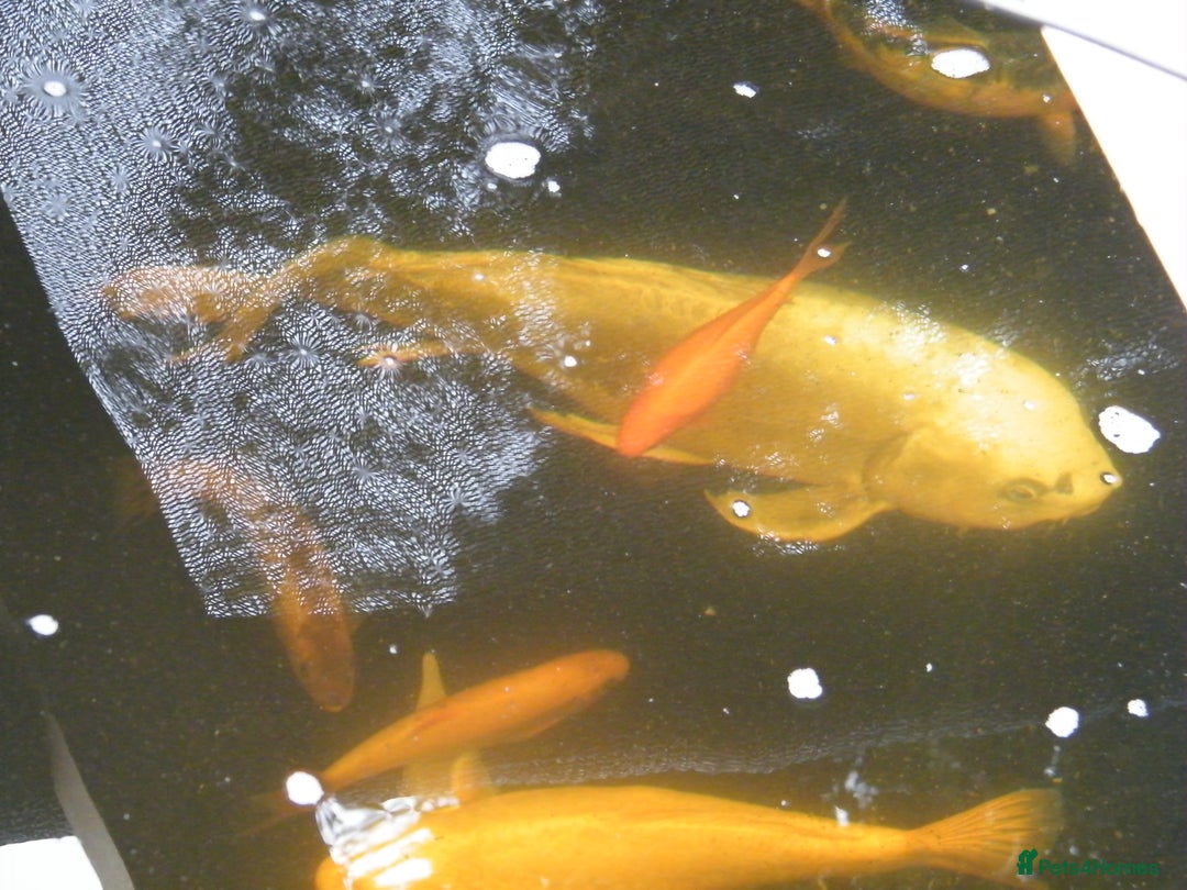 Koi Carp fish for sale: pond clearence koi sturgeon carp - Image 5
