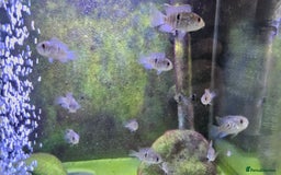 Cichlids fish for sale: Blue acara  - Image 3