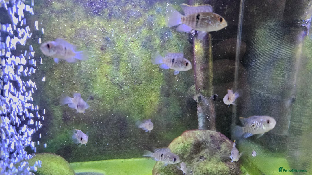 Cichlids fish for sale: Blue acara  - Image 3