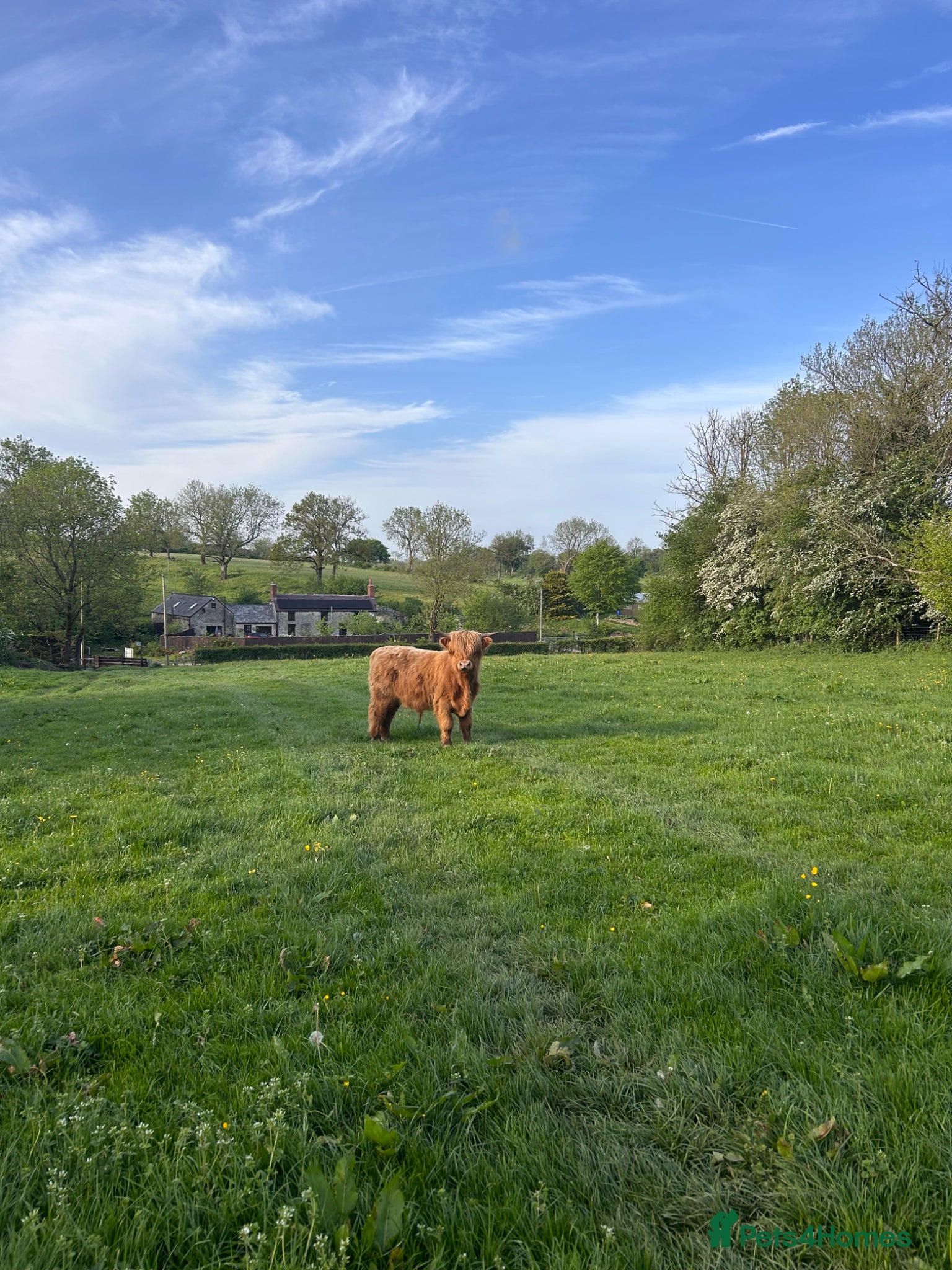 Cows & Bulls livestock Highland bull for sale - Advert 5