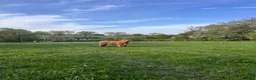 Cows & Bulls livestock for sale: Highland bull for sale - Advert 1