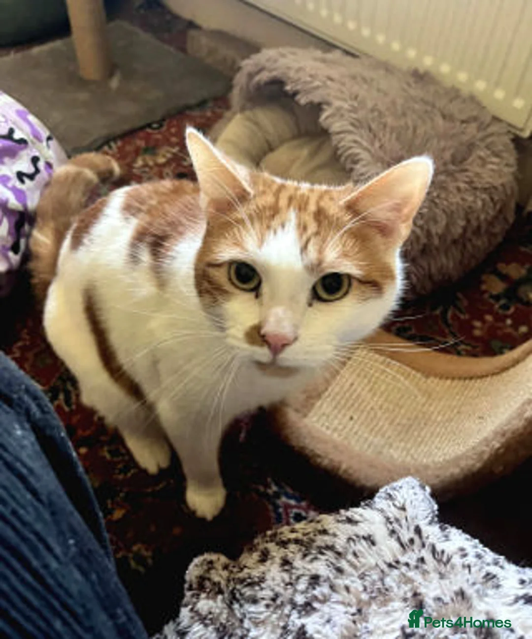 Mixed Breed cats for adoption: SIMBA - Advert 8