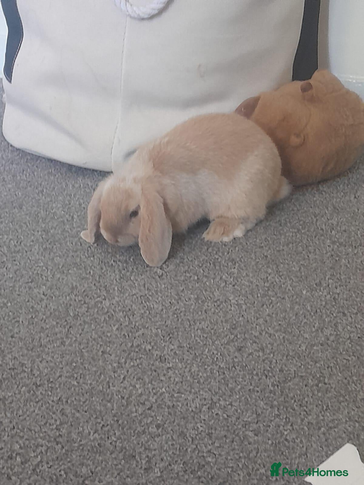 Dwarf Lop rabbits Mini lop - Advert 2