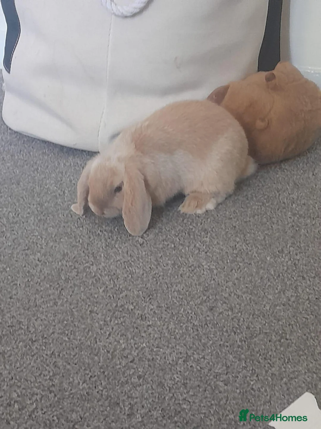 Dwarf Lop rabbits for sale: Mini lop in London - Advert 1