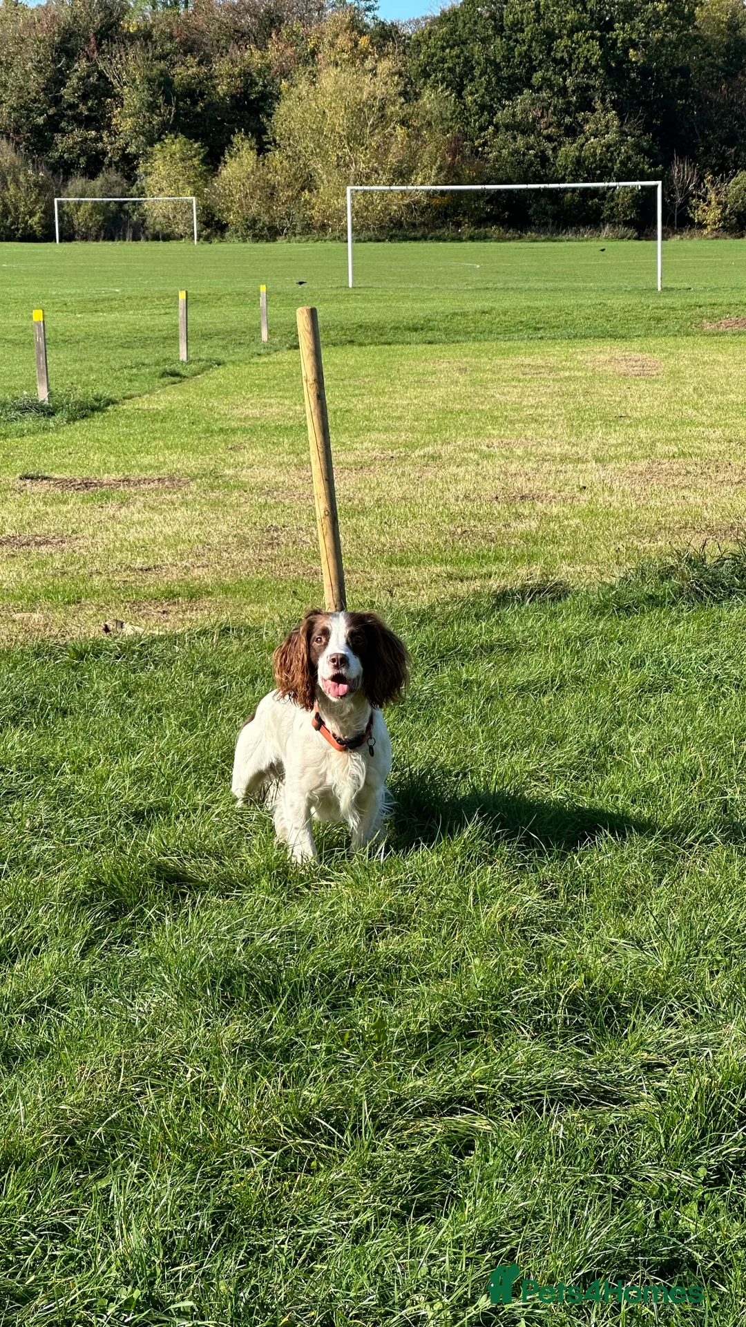 English Springer Spaniel dogs for stud: Jerry - KC Registered English Springer Spaniel  - Advert 8