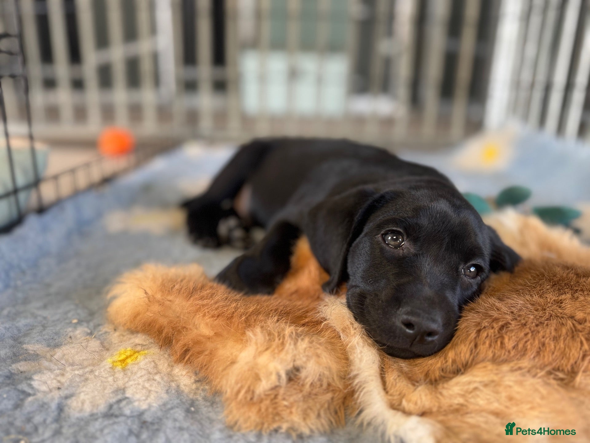 Labrador Retriever dogs Carefully Planned Labrador Litter - Advert 1