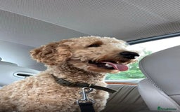 Labradoodle dogs for stud: Stud miniature labradoodle  - Image 1