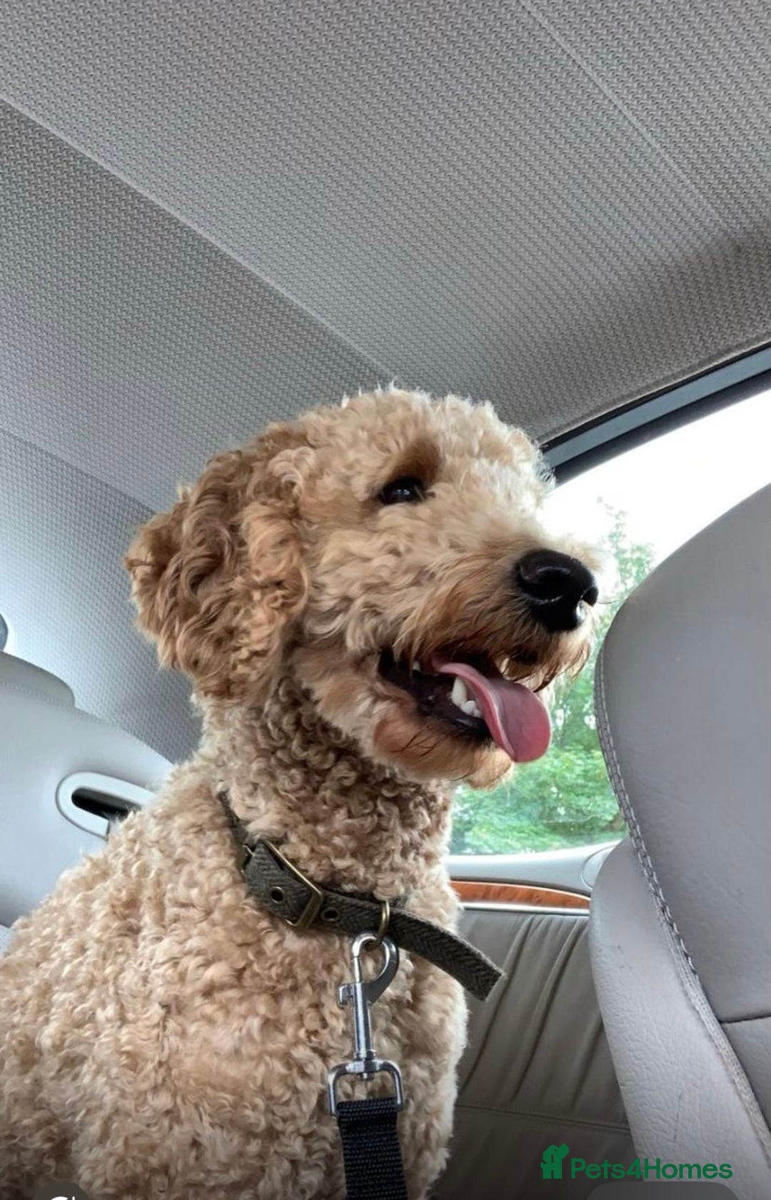 Labradoodle dogs for stud: Stud miniature labradoodle  - Image 1