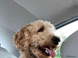 Labradoodle dogs Stud miniature labradoodle - Advert 4