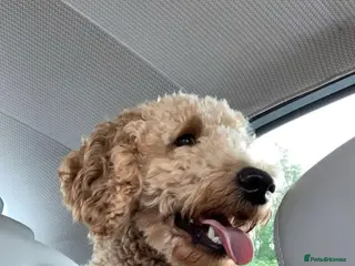 Labradoodle dogs Stud miniature labradoodle - Advert 1