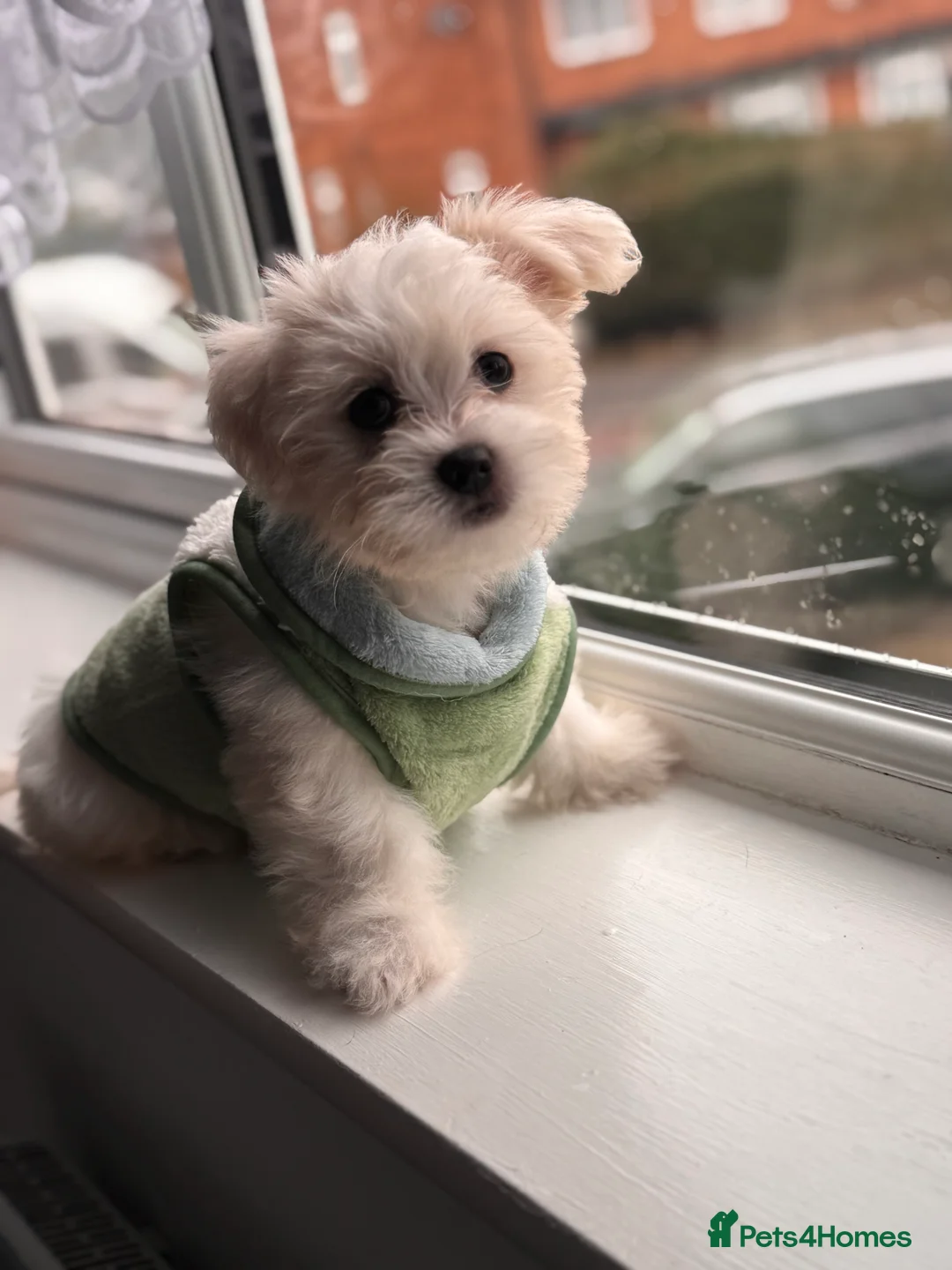 Maltese dogs for stud: Available for stud - Advert 8