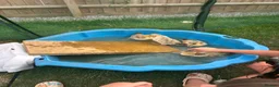 Ducks poultry for sale: Beautiful Miniature Silver Appleyard ducklings - Advert 3