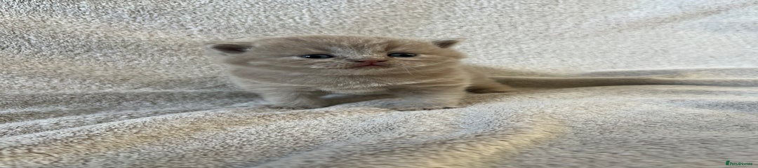 British Shorthair Kitten 1