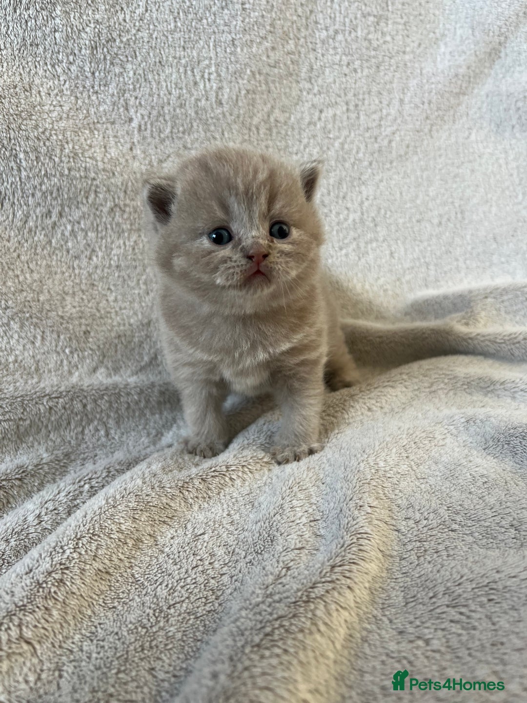 British Shorthair cats for sale: High quality GCCF registered kittens   - Image 13
