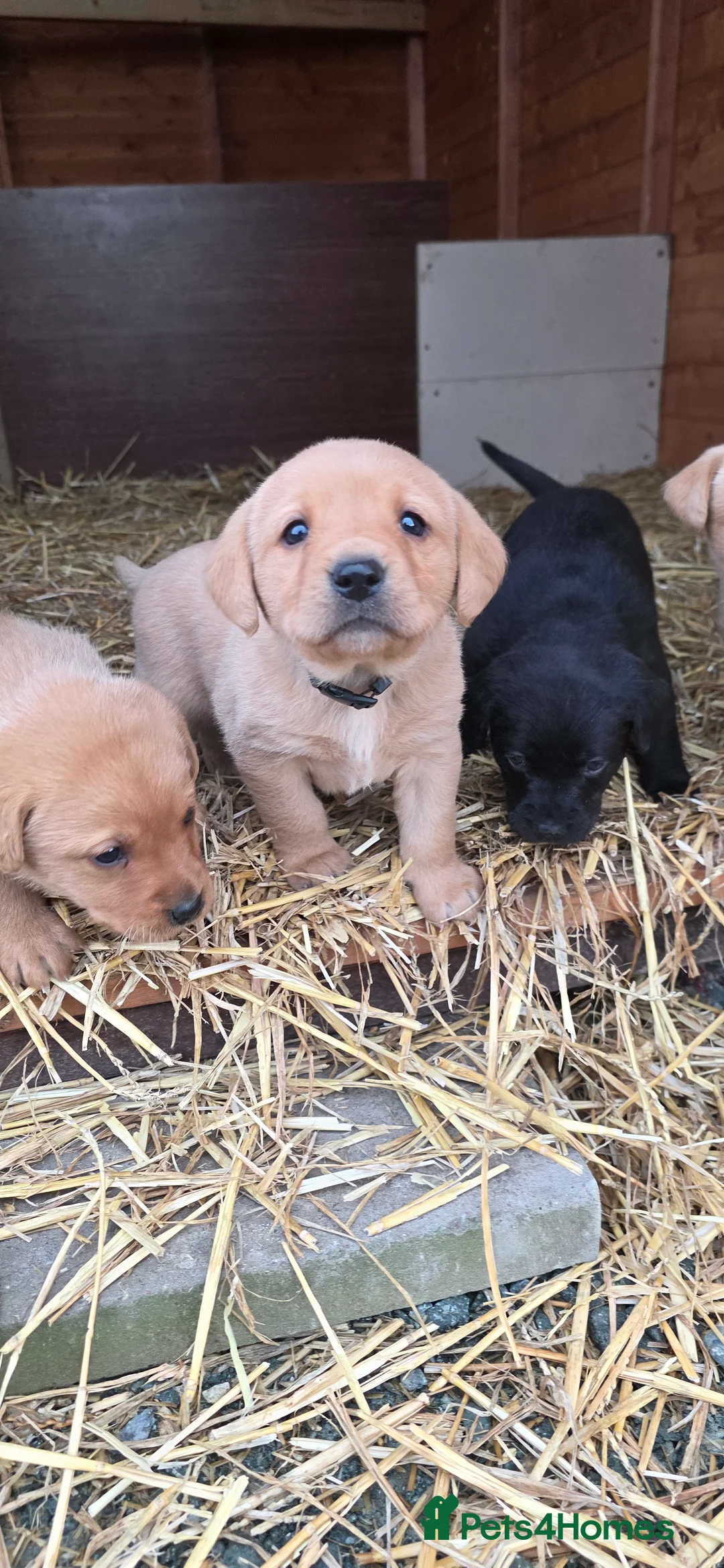 Labrador Retriever dogs for sale: Beautiful Labrador Retriever Puppies for Sale - Advert 24