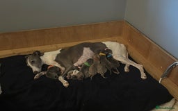 Whippet dogs for sale: Pedigree Purebred Blue and Two Toned Whippets - Image 2