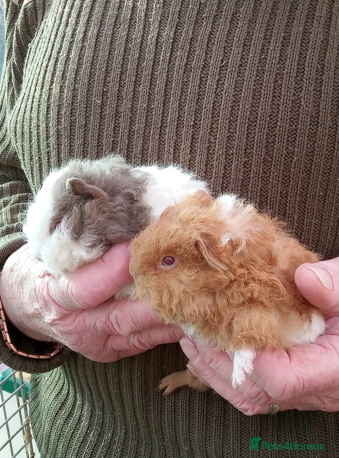 Guinea Pig rodents for sale: Baby long coated Guinea pigs - Advert 2
