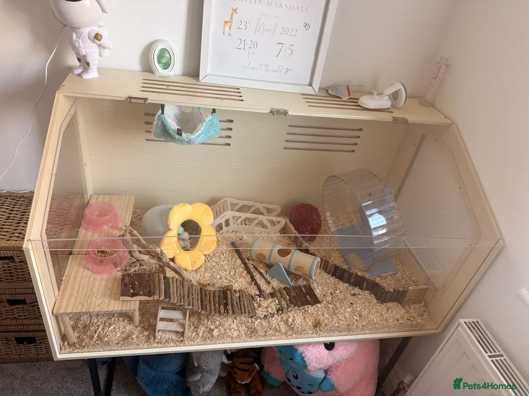 Hamster rodents for sale: Tame hamster male.  - Advert 3