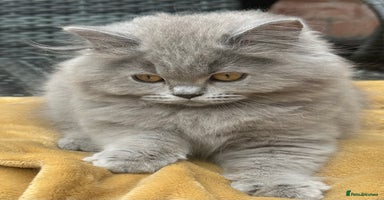 British Shorthair cats - Advert 15