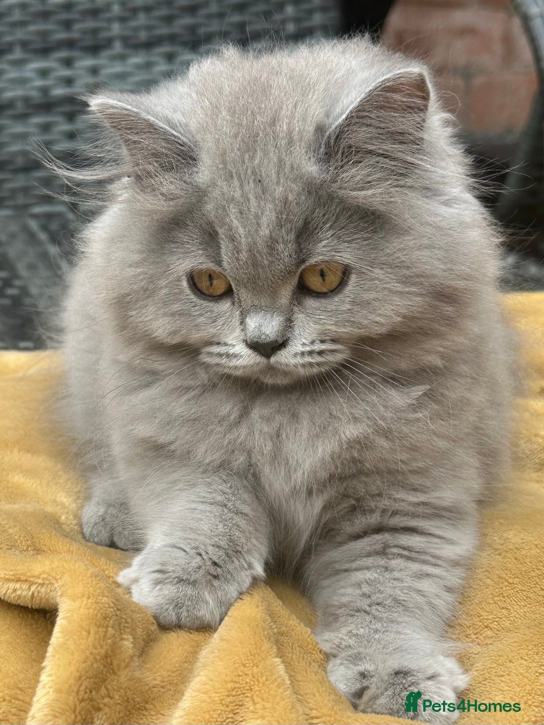 British Shorthair cats for sale: REDUCED - Image 14