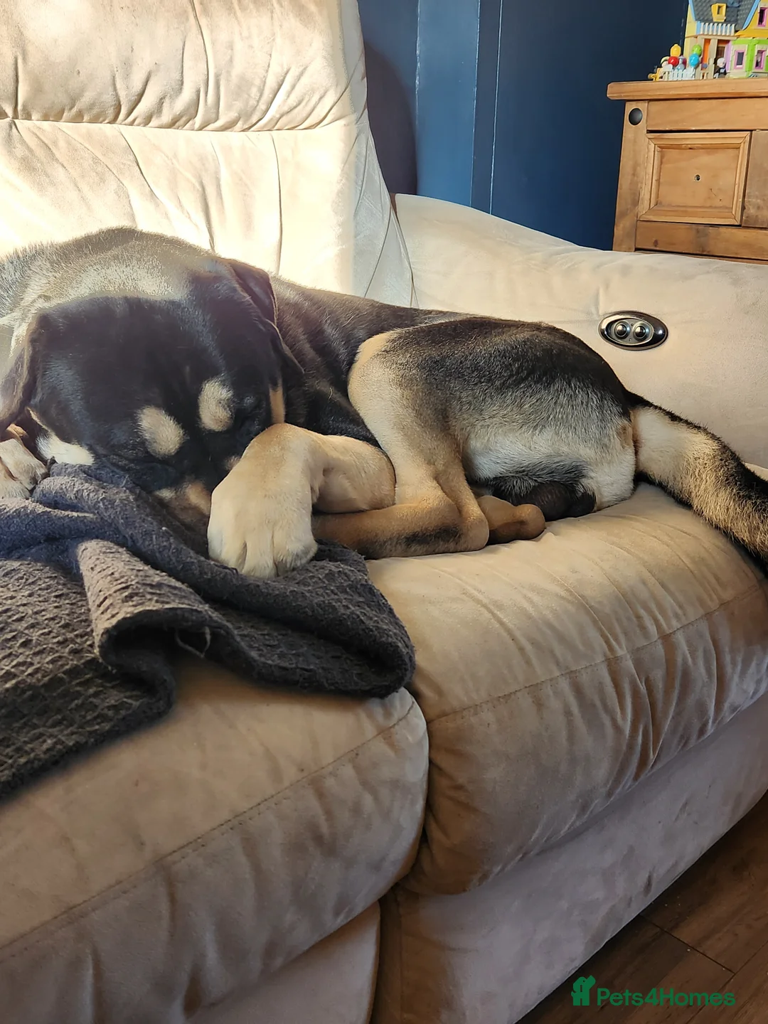 Mixed Breed dogs for sale: Deku   - Advert 12