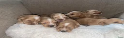 Cocker Spaniel dogs for sale: Beautiful Cocker Spaniel Puppies - Advert 15