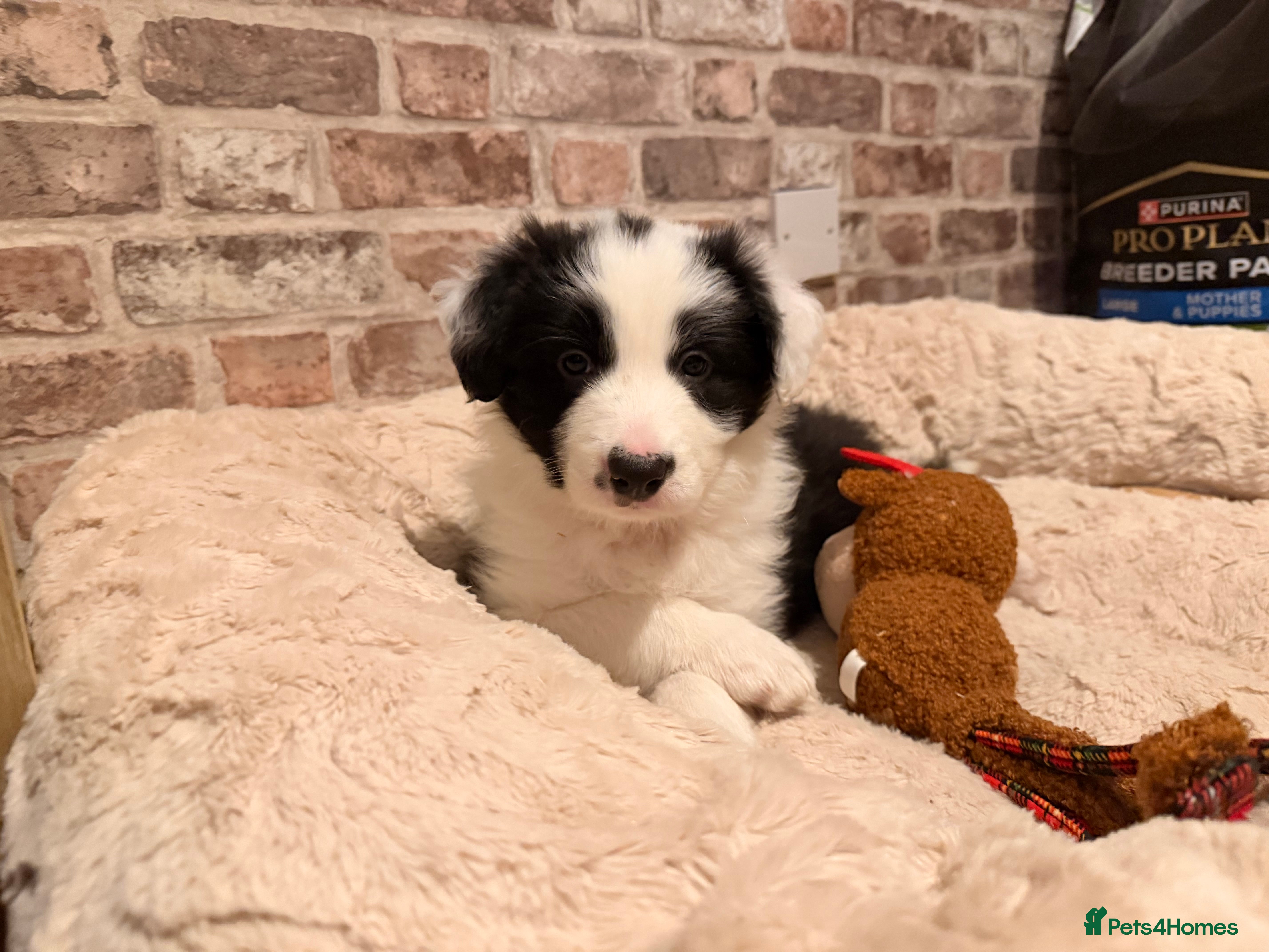 Border Collie dogs International champion show line, only 3 left - Advert 8