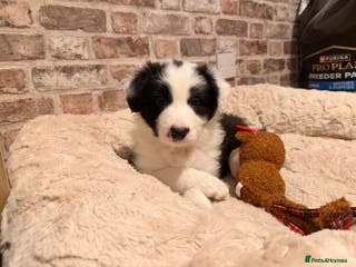 Border Collie dogs International champion show line, only 2 left - Advert 5