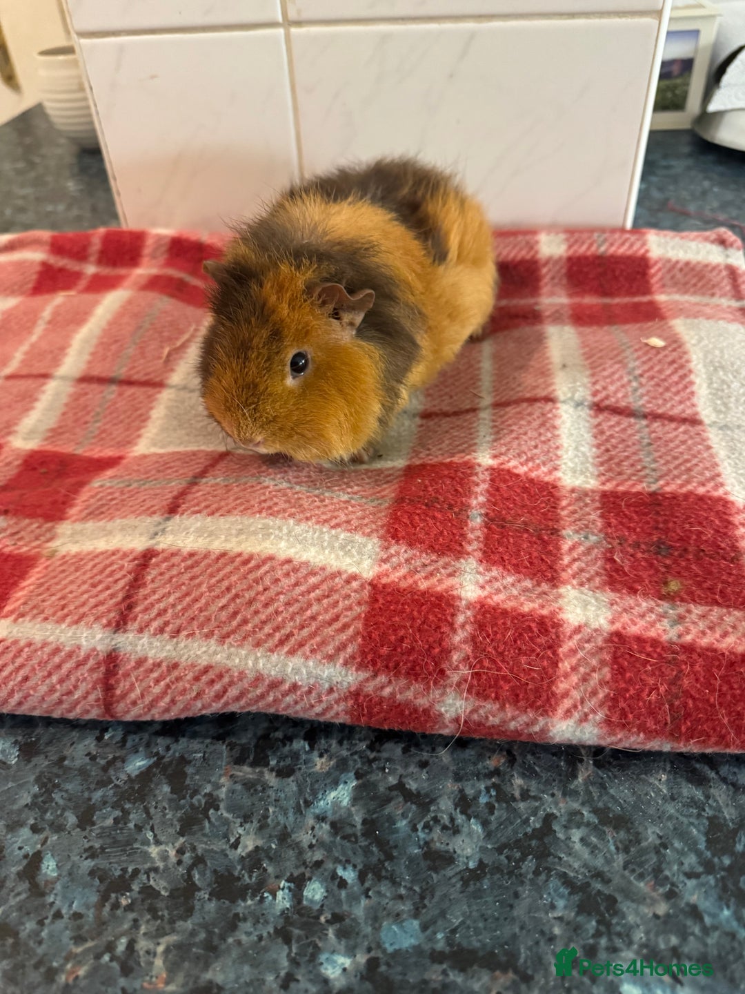 Guinea Pig rodents for sale: Beautiful baby guinea pigs  - Advert 13