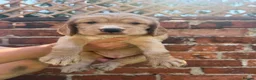 Cocker Spaniel dogs for sale: 🌟🌟🌟Beautiful English Gold Show Cocker Spaniel  - Advert 20