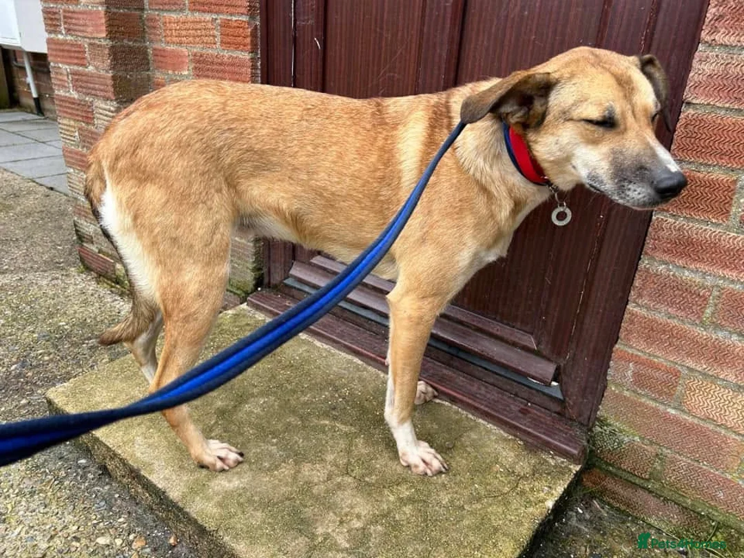 Mixed Breed dogs for adoption: Sara - Norwich Norfolk  - Advert 15