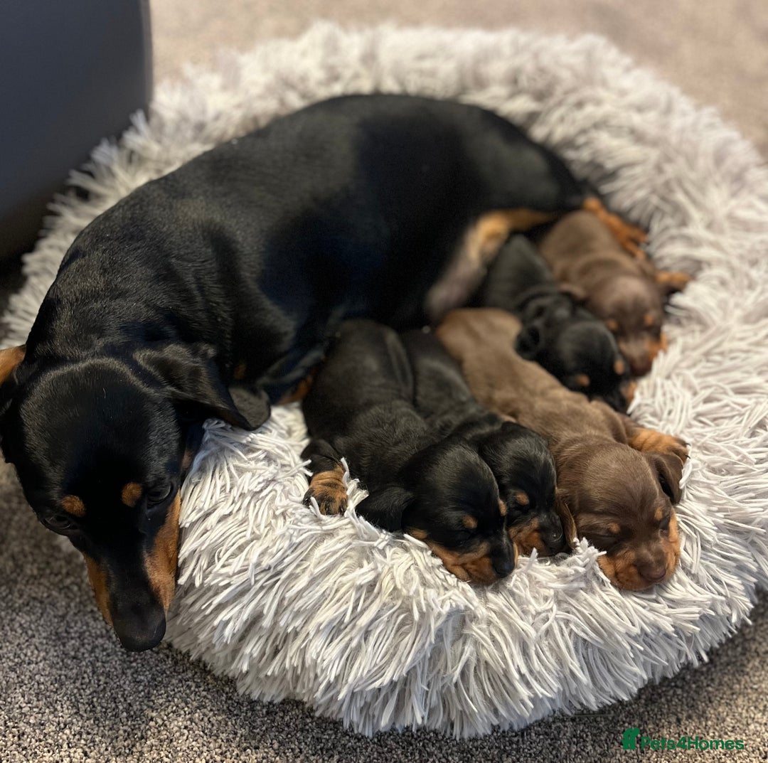 Miniature Dachshund dogs for sale: KC reg PRA clear Mini smooth Dachshund pups - Advert 2