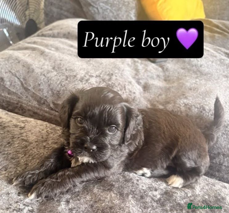 Shihpoo dogs Shihpoo puppies for sale - Advert 4