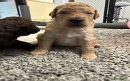 Bernedoodle dogs for sale: HEALTH TESTED DOUBLE DOODLES - Image 10