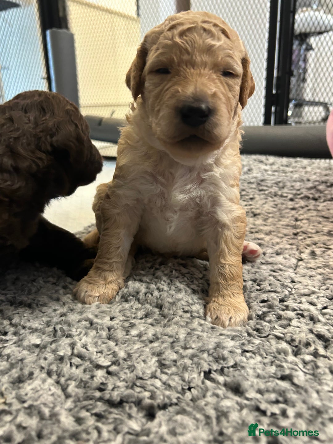 Bernedoodle dogs for sale: HEALTH TESTED DOUBLE DOODLES - Image 10