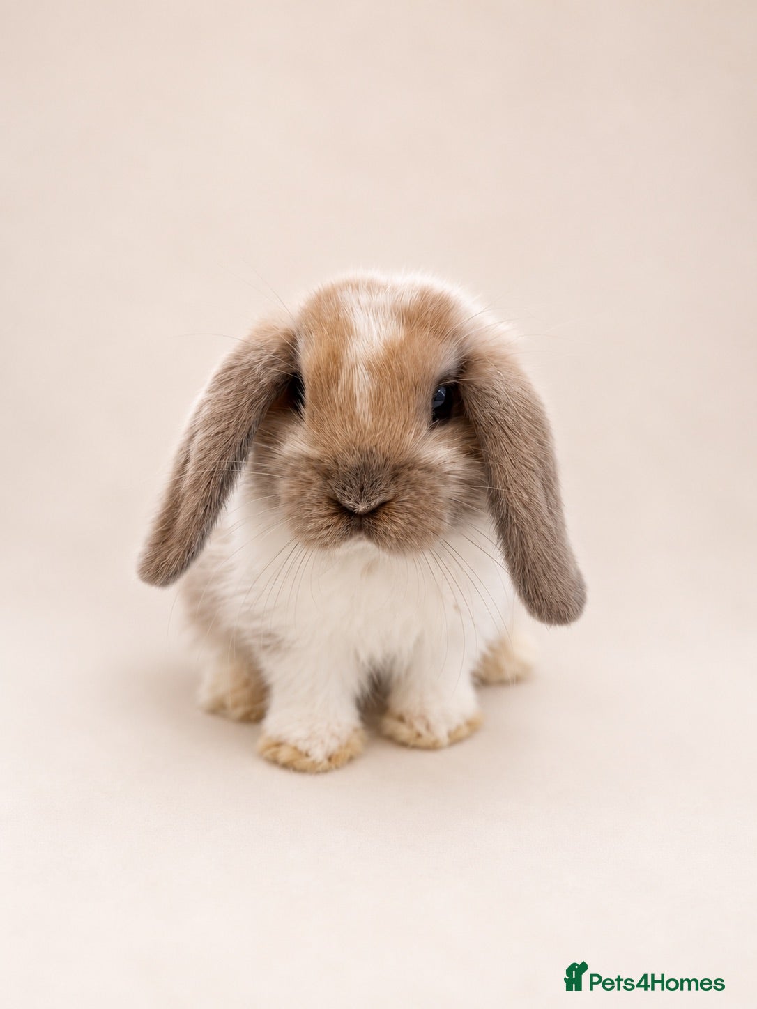 Mini Lop rabbits 🐰 Mini Lop Bunnies - Ready to reserve 🐰 - Advert 2