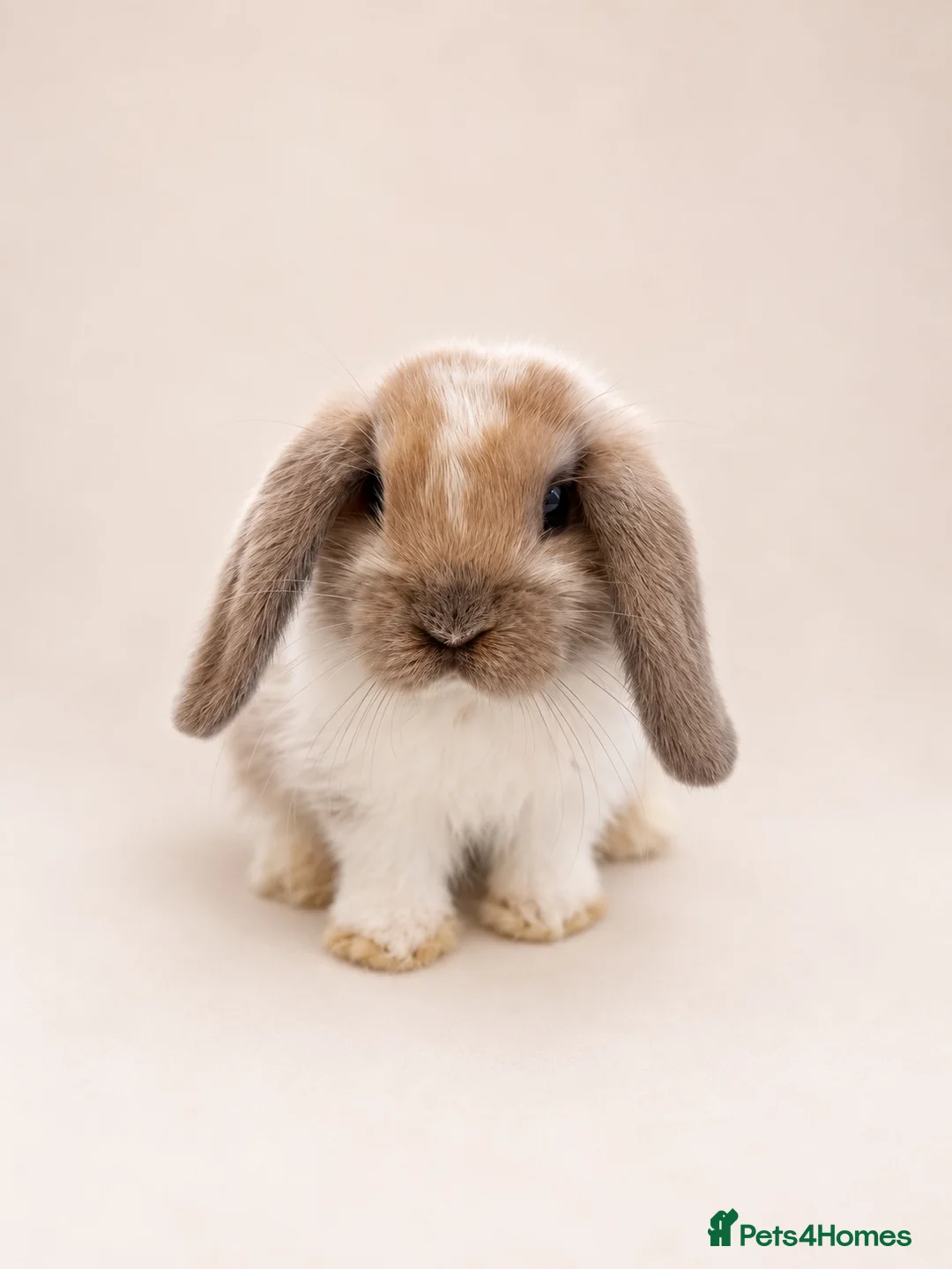 Mini Lop rabbits for sale: 🐰 Mini Lop Bunnies - Ready to reserve 🐰 - Advert 1