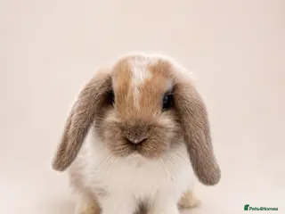 Mini Lop rabbits 🐰 Mini Lop Bunnies - Ready to reserve 🐰 - Advert 1