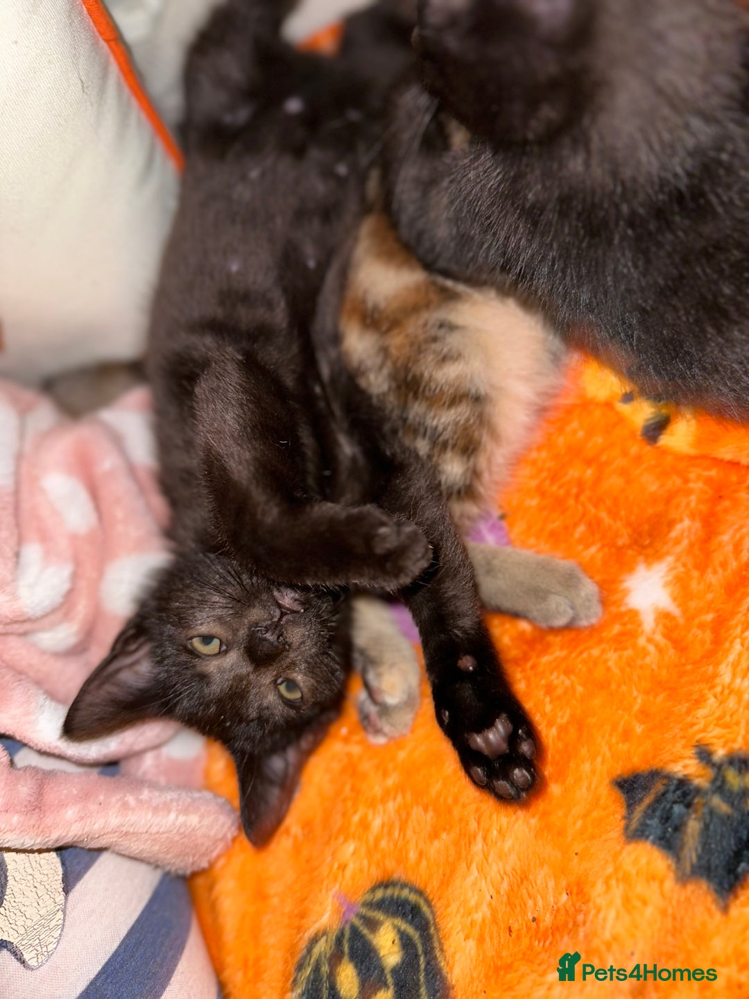 Mixed Breed cats for sale: Tabby and black kittens  - Image 18