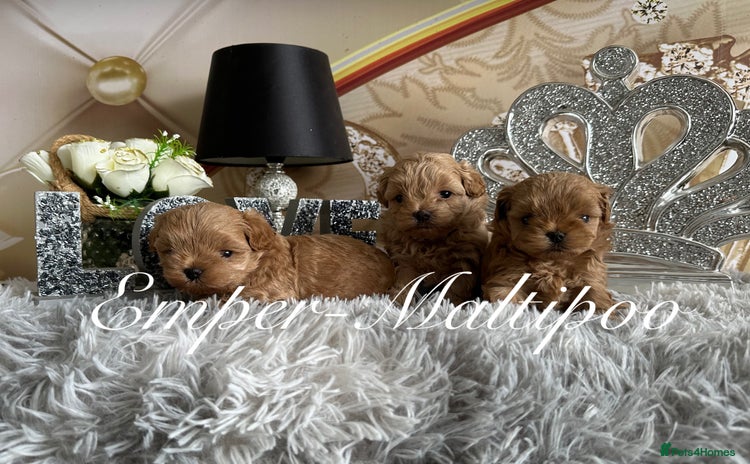 Maltipoo dogs - Advert 7