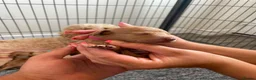 Cockapoo dogs for sale: Beautiful Cockapoo Puppies in Bristol - Advert 5