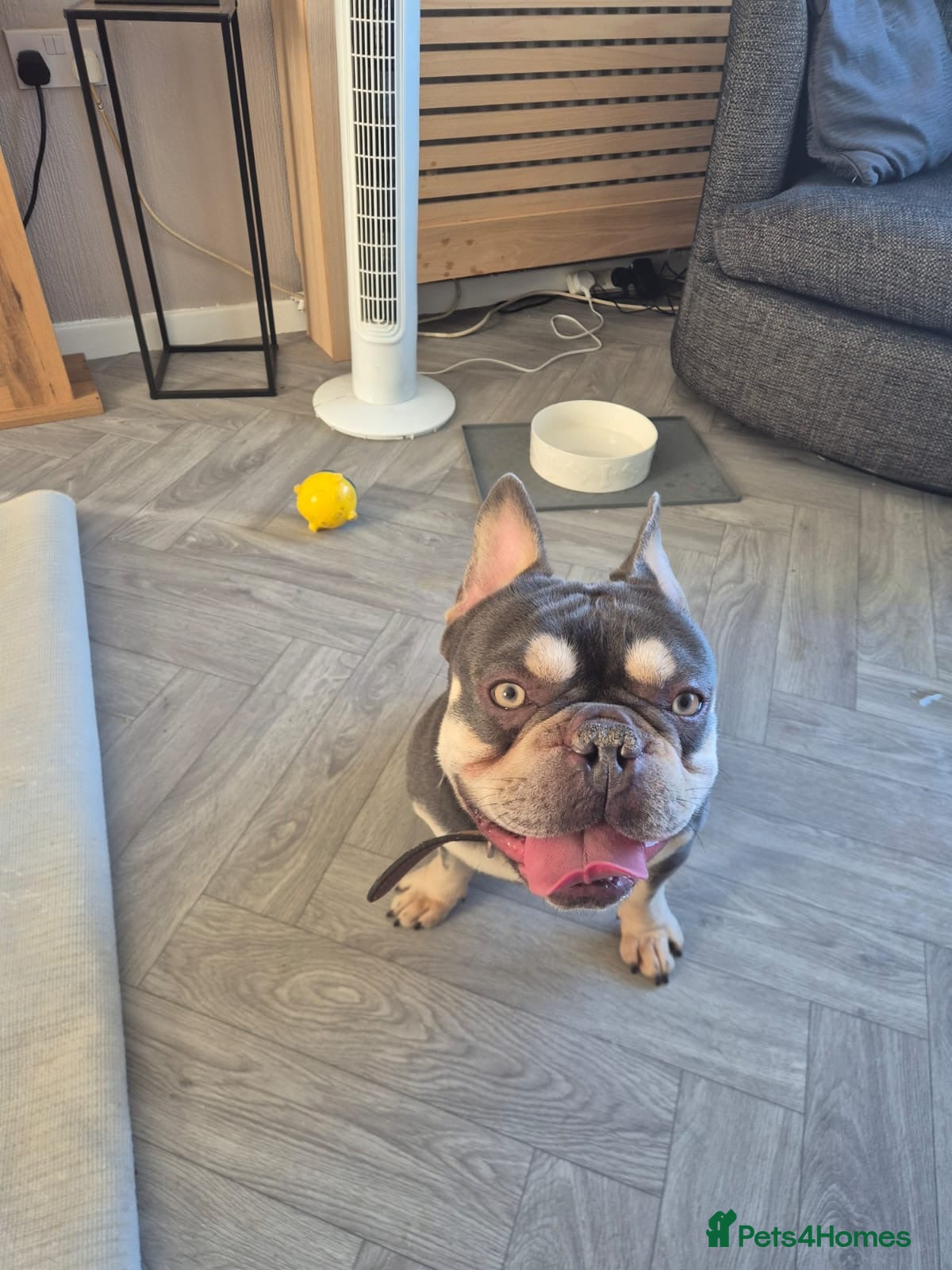 French Bulldog dogs Teddie - Advert 4